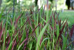 Imperata cylindrica Cogongrass, Japanese Blood Grass