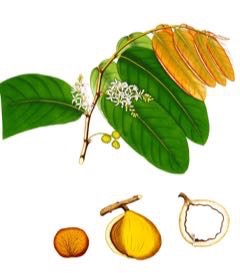 Inocarpus fagifer Tahiti Chestnut, Polynesian Chestnut
