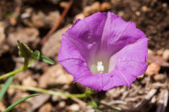 Ipomoea plummerae Huachuca Morning Glory, Plummer Ipomoea plummerae Huachuca Morning Glory, Plummer