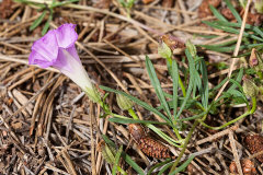 Ipomoea plummerae Huachuca Morning Glory, Plummer Ipomoea plummerae Huachuca Morning Glory, Plummer