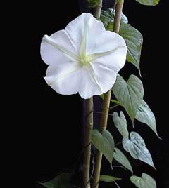Ipomoea_alba Moonflower, Tropical white morning-glory