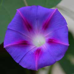 Ipomoea purpurea Common Morning Glory, Tall morning-glory