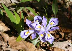 Iris cristata Crested Iris, 	Dwarf crested iris