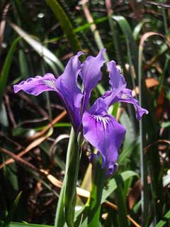 Iris douglasiana Mountain Iris, Douglas iris