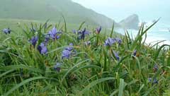 Iris douglasiana Mountain Iris, Douglas iris