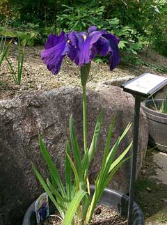 Iris ensata Japanese Water Iris