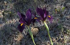 Iris filifolia 