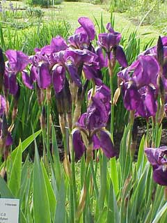 Iris germanica Purple Flag, German iris, Orris-root, Tall Bearded German Iris, Bearded  Iris