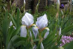 Iris germanica florentina Orris,  Orris-root