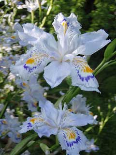 Iris japonica 