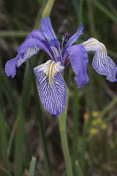 Iris missouriensis Rocky Mountain Iris