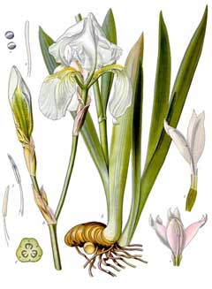 Iris pallida Dalmation Iris, Sweet iris, Fragrant Iris, Zebra Iris