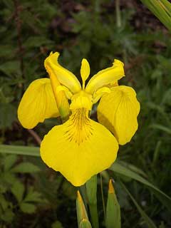 Iris_pseudacorus Yellow Flag, Paleyellow iris
