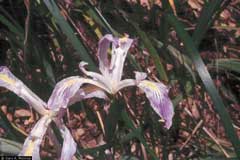 Iris purdyi Purdy