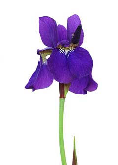 Iris sanguinea Blood iris