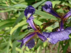 Iris setosa Beachhead Iris, Canada beachhead iris, Wild flag