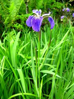 Iris setosa Beachhead Iris, Canada beachhead iris, Wild flag