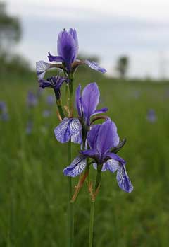 Iris sibirica Siberian Iris