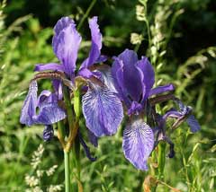 Iris sibirica Siberian Iris