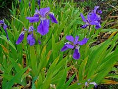 Iris tectorum Roof Iris, Wall iris, Japanese Roof, White Root Iris