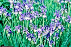 Iris tenax Tough-Leaf Iris, Klamath iris
