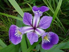 Iris versicolor Blue Flag, Harlequin blueflag