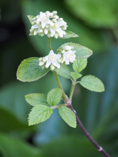 Jamesia americana American Cliffbush Jamesia americana American Cliffbush