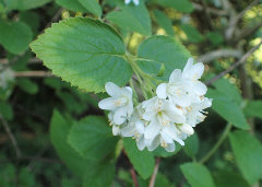 Jamesia americana American Cliffbush Jamesia americana American Cliffbush
