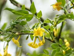 Jasminum humile Yellow Jasmine