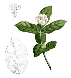 Jasminum sambac Jasmine Tea