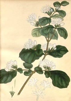 Jasminum sambac Jasmine Tea