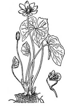 Jeffersonia diphylla Twinleaf, Rheumatism Root