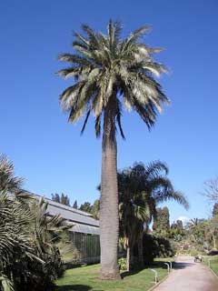 1,000           Jubaea Chilensis wine palm seeds