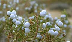 Juniperus californica Californian Juniper, Chuperosa