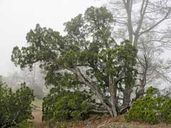 Juniperus californica Californian Juniper, Chuperosa