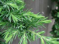 Juniperus conferta Shore Juniper
