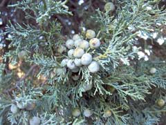 Juniperus deppeana Alligator Juniper