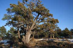 Juniperus deppeana Alligator Juniper