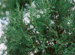 Juniperus_excelsa Grecian Juniper