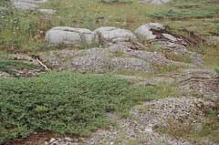 Juniperus horizontalis Creeping Juniper, Horizontal Juniper
