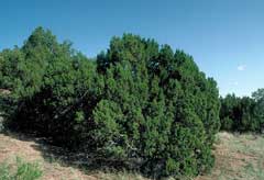 Juniperus monosperma One-Seed Juniper
