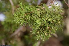 Juniperus monosperma One-Seed Juniper