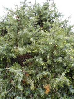 Juniperus oxycedrus Prickly Juniper, Cade juniper