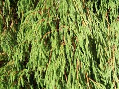 Juniperus recurva Himalayan Juniper