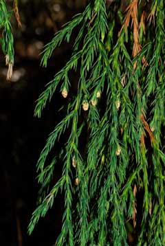 The nootropic properties of Juniperus recurva (Himalayan juniper) JuniperusRecurva2