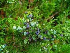Juniperus sabina Savine, Tam  Juniper