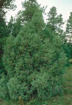 Juniperus scopulorum Rocky Mountain Juniper, Weeping Rocky Mountian Juniper, Colorado Red Cedar