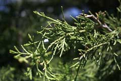 Juniperus scopulorum Rocky Mountain Juniper, Weeping Rocky Mountian Juniper, Colorado Red Cedar