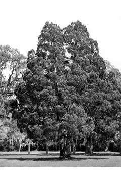 Juniperus silicicola Southern Redcedar, Juniper, Southern  Red Cedar