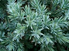 Juniperus squamata Flaky Juniper
